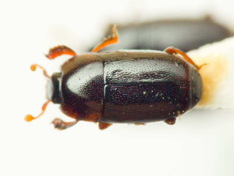 Paromalus parallelepipedus (Herbst, 1792)